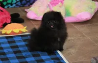 Olyvia, a female Pomeranian for sale in Bark River, MI – Photo 1 of 6