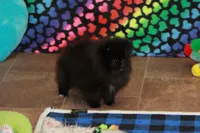 Olyvia, a female Pomeranian for sale in Bark River, MI – Photo 3 of 6