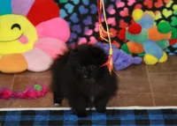 Olyvia, a female Pomeranian for sale in Bark River, MI – Photo 4 of 6