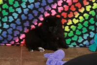 Olyvia, a female Pomeranian for sale in Bark River, MI – Photo 2 of 6