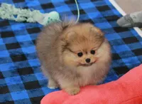 Pia, a female Pomeranian for sale in Bark River, MI – 5 of 6