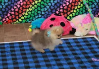 Skorpio, a male Pomeranian for sale in Bark River, MI – 6 of 7