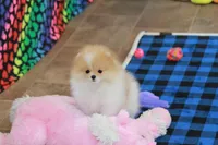 Roxi, a female Pomeranian for sale in Bark River, MI – 5 of 6