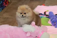 Mimi, a female Pomeranian for sale in Bark River, MI – Photo 2 of 6