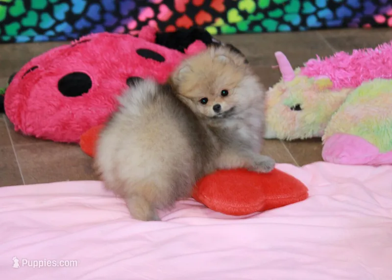 Mimi – Pomeranian puppy for sale in Bark River, MI