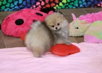 Mimi, a female Pomeranian for sale in Bark River, MI – Photo 1 of 6