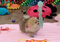 Mimi, a female Pomeranian for sale in Bark River, MI – Photo 5 of 6