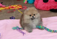 Mimi, a female Pomeranian for sale in Bark River, MI – Photo 4 of 6