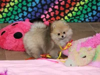 Mimi, a female Pomeranian for sale in Bark River, MI – Photo 3 of 6