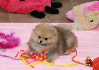 Mimi, a female Pomeranian for sale in Bark River, MI – Photo 6 of 6