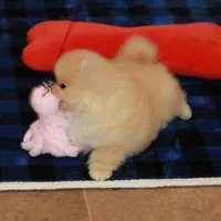 Irwin, a male Pomeranian for sale in Bark River, MI – Photo 2 of 6