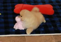 Irwin, a male Pomeranian for sale in Bark River, MI – Photo 2 of 6