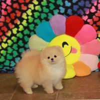 Irwin, a male Pomeranian for sale in Bark River, MI – Photo 4 of 6