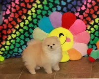 Irwin, a male Pomeranian for sale in Bark River, MI – Photo 4 of 6