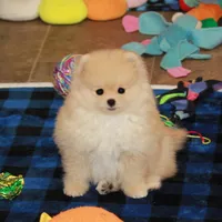 Irwin, a male Pomeranian for sale in Bark River, MI – Photo 3 of 6