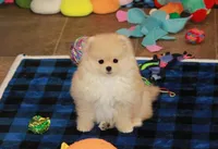 Irwin, a male Pomeranian for sale in Bark River, MI – Photo 3 of 6