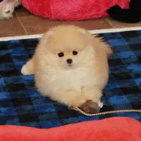 Irwin, a male Pomeranian for sale in Bark River, MI – Photo 1 of 6