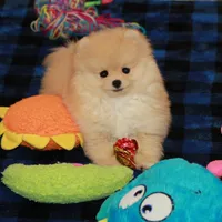 Irwin, a male Pomeranian for sale in Bark River, MI – Photo 6 of 6