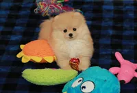 Irwin, a male Pomeranian for sale in Bark River, MI – Photo 6 of 6