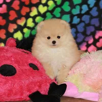 Irwin, a male Pomeranian for sale in Bark River, MI – Photo 5 of 6