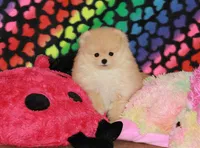 Irwin, a male Pomeranian for sale in Bark River, MI – Photo 5 of 6
