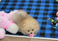 Remi, a female Pomeranian for sale in Bark River, MI – 4 of 6