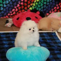 Britta - female, a female Pomeranian for sale in Bark River, MI – Photo 3 of 6