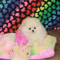Britta - female, a female Pomeranian for sale in Bark River, MI – Photo 4 of 6