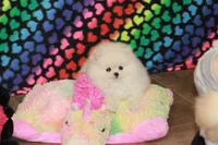 processed/fd9805f2-b1e4-41ae-8423-7e031898b6cc/listing/6b3ea00d-c77e-432d-92f2-1ff66739e19c/b7c13774-7382-4fde-88a7-bf1bfb1a4780