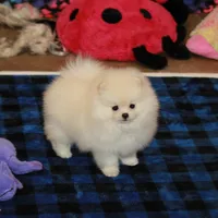 Britta - female, a female Pomeranian for sale in Bark River, MI – Photo 6 of 6