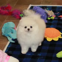 Britta - female, a female Pomeranian for sale in Bark River, MI – Photo 2 of 6