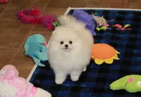 processed/fd9805f2-b1e4-41ae-8423-7e031898b6cc/listing/6b3ea00d-c77e-432d-92f2-1ff66739e19c/d12b42d4-751c-4e88-9718-4758ce1b592c