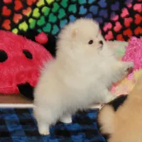 Britta - female, a female Pomeranian for sale in Bark River, MI – Photo 5 of 6