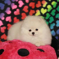 Britta - female, a female Pomeranian for sale in Bark River, MI – Photo 1 of 6