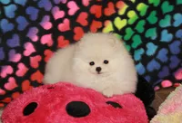 processed/fd9805f2-b1e4-41ae-8423-7e031898b6cc/listing/6b3ea00d-c77e-432d-92f2-1ff66739e19c/f0170ec4-6aed-49b3-82eb-5b085ae18194