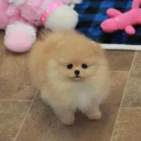 Adius, a male Pomeranian for sale in Bark River, MI – Photo 5 of 6