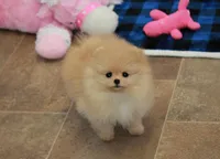 Adius, a male Pomeranian for sale in Bark River, MI – Photo 5 of 6