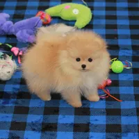 Adius, a male Pomeranian for sale in Bark River, MI – Photo 6 of 6