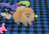 Adius, a male Pomeranian for sale in Bark River, MI – Photo 6 of 6