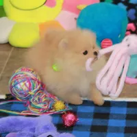 Adius, a male Pomeranian for sale in Bark River, MI – Photo 2 of 6