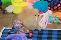 Adius, a male Pomeranian for sale in Bark River, MI – Photo 2 of 6