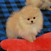 Adius, a male Pomeranian for sale in Bark River, MI – Photo 3 of 6