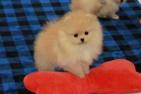 Adius, a male Pomeranian for sale in Bark River, MI – Photo 3 of 6