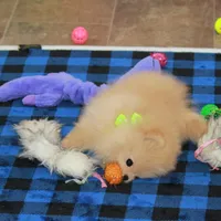 Adius, a male Pomeranian for sale in Bark River, MI – Photo 4 of 6