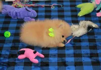 Adius, a male Pomeranian for sale in Bark River, MI – Photo 1 of 6