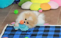 Roxi, a female Pomeranian for sale in Bark River, MI – 6 of 6