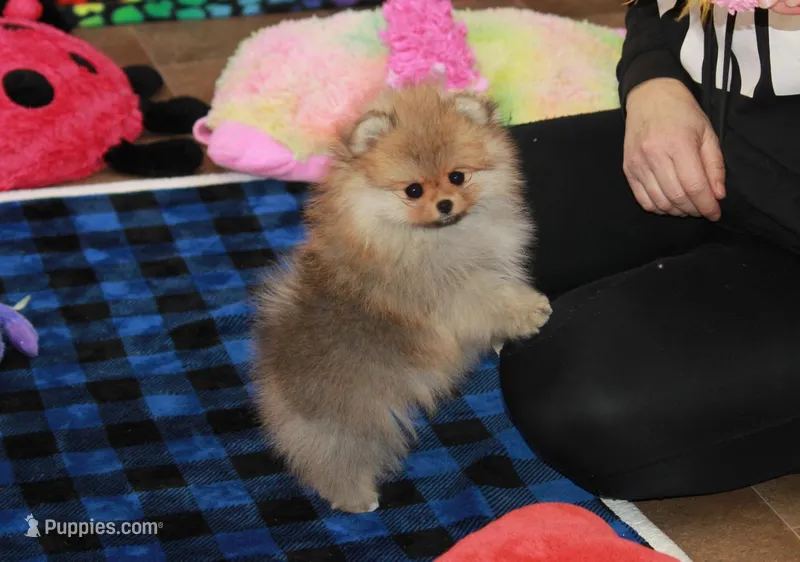 Tobias – Pomeranian puppy for sale in Bark River, MI
