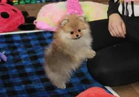 Tobias, a male Pomeranian for sale in Bark River, MI – Photo 1 of 6