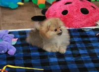 Tobias, a male Pomeranian for sale in Bark River, MI – Photo 5 of 6