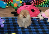 Tobias, a male Pomeranian for sale in Bark River, MI – Photo 6 of 6